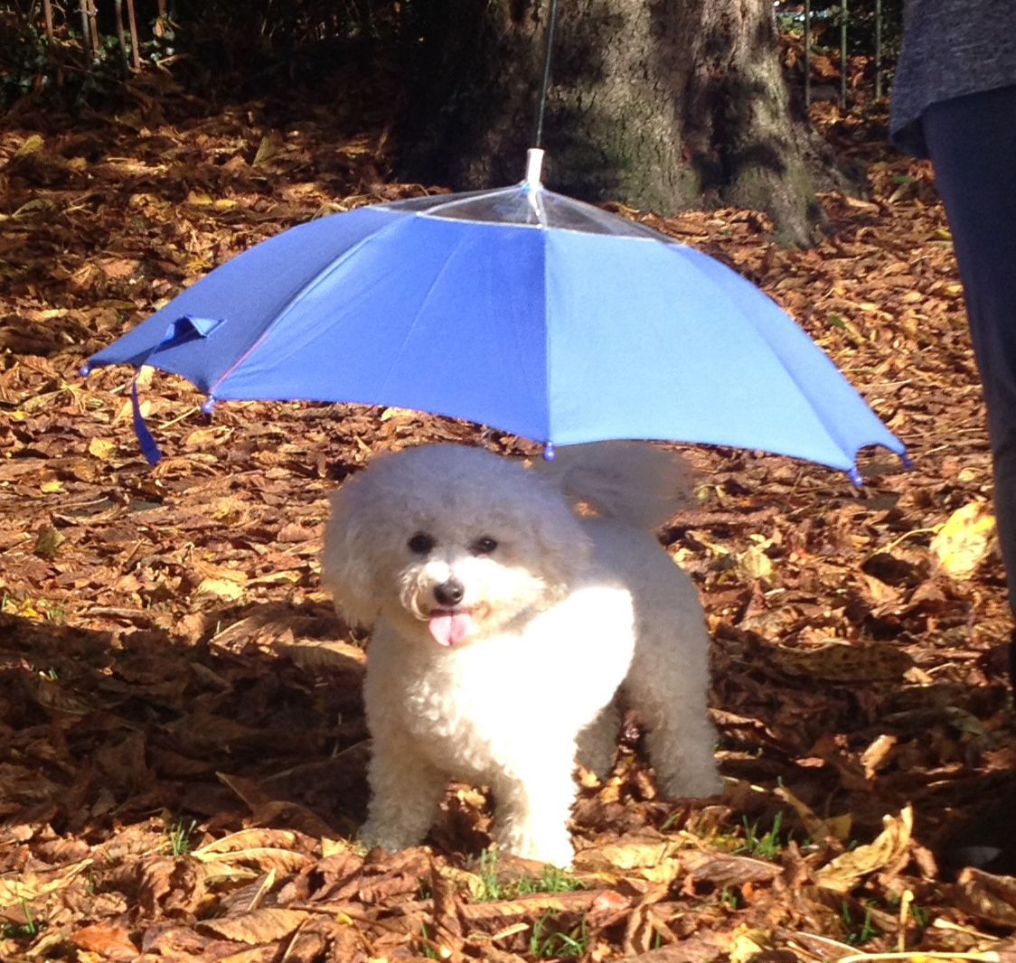 umbrella for pets