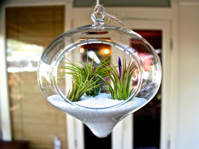 10 Beautiful Plant Terrariums | Home Designing