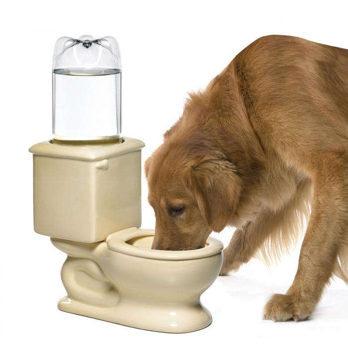 Different Toilet Water Bowl for Pets Home Designing