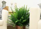 Kimberly Queen Fern House Plant
